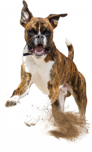 Jumping Boxer Dog